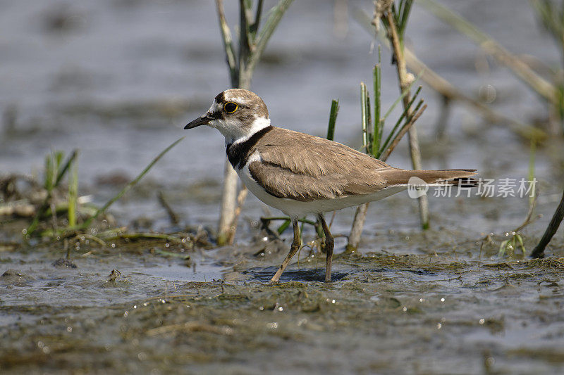 小环鸻(Charadrius dubius)